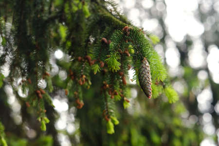 Spruce cone on a branch of a spruce tree in the forest in nature.の写真素材