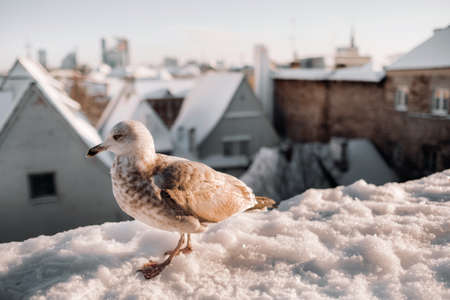Seagull with winter Tallinn at the background, Estoniaの写真素材