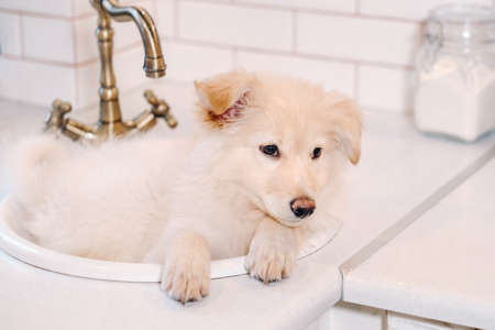 Beige puppy lies in the sink in the kitchen at home.の写真素材