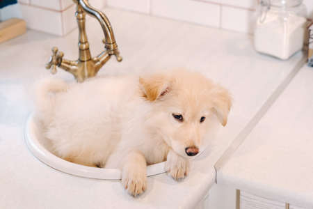 Beige puppy lies in the sink in the kitchen at home.の写真素材