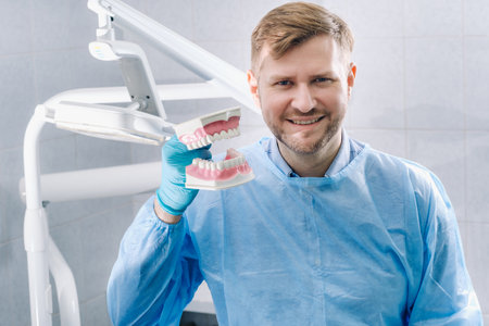 A model of a human jaw with teeth and a toothbrush in the dentist's hand.の写真素材