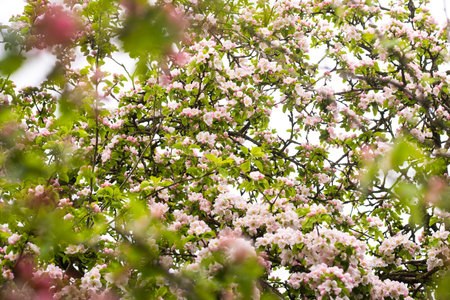 Blooming apple tree in spring after rain.