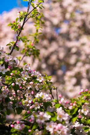 Background of apple tree branches with pink flowers on a blue sky background.の写真素材