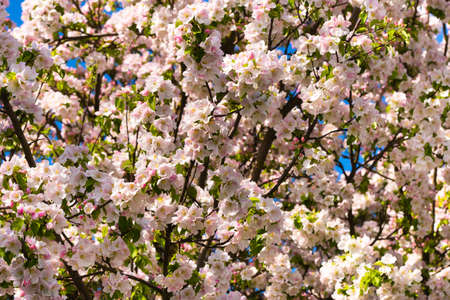 Background of apple tree branches with pink flowers on a blue sky background.
