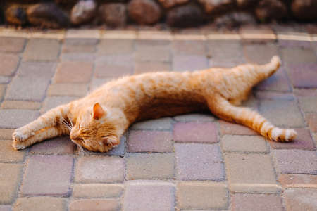 a red-haired cat lies on its side outdoors and enjoys a sunny summer day.の写真素材