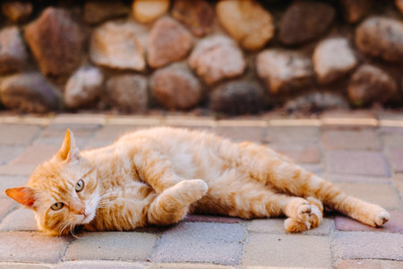 a red-haired cat lies on its side outdoors and enjoys a sunny summer day.の写真素材