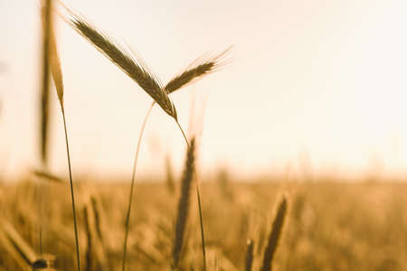 Wheat field at sunset. Golden ears of wheat. The concept of harvest.