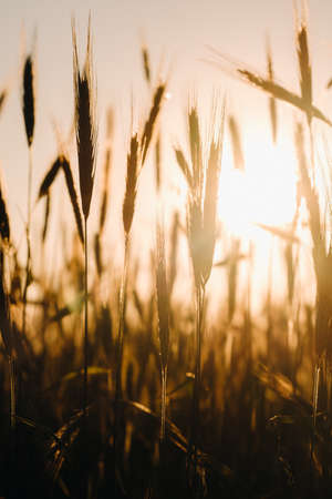 Wheat field at sunset. Golden ears of wheat. The concept of harvest.の写真素材