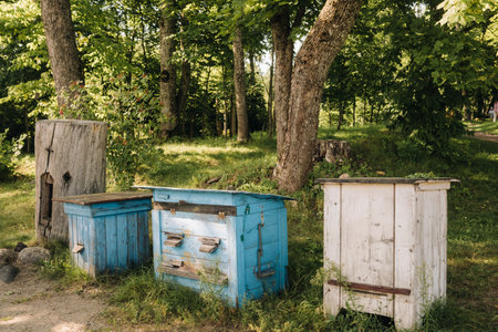 An old wooden alley stands in the forest. Bee houses are located on the green grass.の写真素材