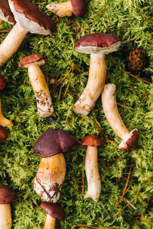 There are a lot of mushrooms lying in the forest on green moss. A lot of Polish moss mushrooms.の写真素材