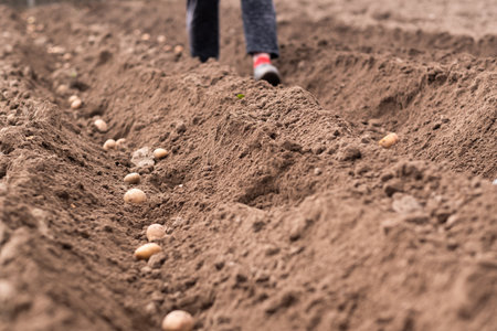 Potatoes lying in the field in the garden during the autumn harvest.の写真素材