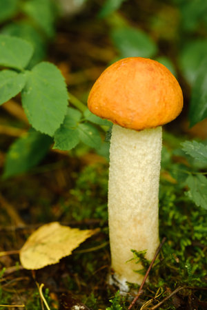 An edible aspen mushroom growing in the forest. Mushrooms in the forest. Mushroom picking.の写真素材