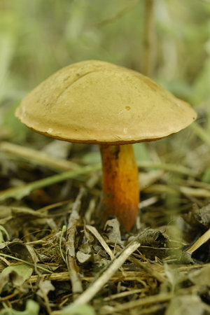 A flywheel mushroom growing in the forest. Mushroom picking. forest mushrooms.