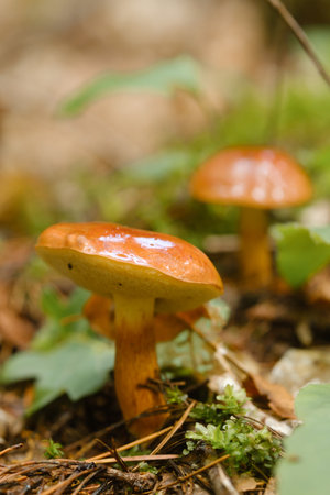 A flywheel mushroom growing in the forest. Mushroom picking. forest mushrooms.の写真素材