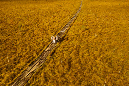 An aerial view of an autumn bog in Yelnya, Belarus, autumn. Tourists walking along the eco-trail.