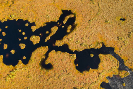 An aerial view of an autumn bog in Yelnya, Belarus, autumn. Ecosystems ecological problems climate...