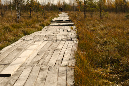 Wooden path on the swamp in Yelnya, Belarus.の写真素材