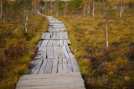 Wooden path on the swamp in Yelnya, Belarus.の写真素材