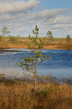 Spruce and lakes in the swamp in the Yelninsky Nature Reserve, Belarus, autumn. Ecosystems...
