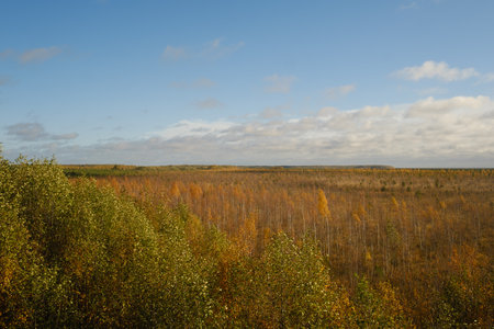 An aerial view of an autumn bog in Yelnya, Belarus, autumn. Ecosystems ecological problems climate change.の写真素材