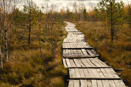 Wooden path on the swamp in Yelnya, Belarus.の写真素材