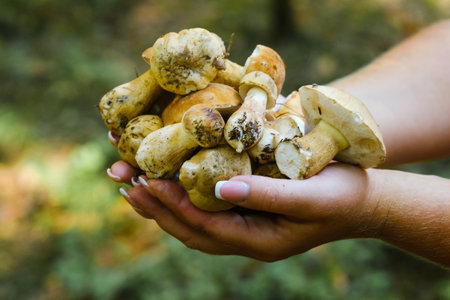 A lot of mustard mushrooms lying in your hands , close-up. inedible false white mushroom.