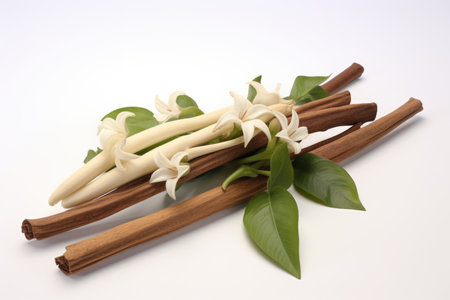 Vanilla vanilla plant and vanilla orchid flowers.の素材