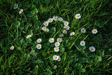 The question mark is made of flowers on a green lawn.の素材