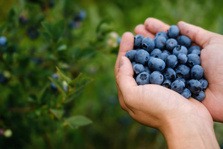Hands cradle a bountiful harvest of ripe blueberries against a backdrop of vibrant green foliage, highlighting the beauty of nature and the joy of gathering fresh fruits.の写真素材