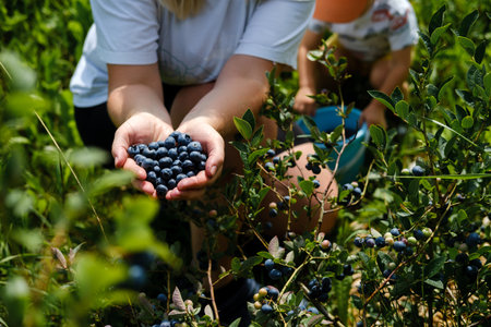 A woman holds a handful of freshly picked blueberries while a child nearby collects more in a blue container. They enjoy a sunny day in a lush blueberry field, experiencing summer harvest.の写真素材