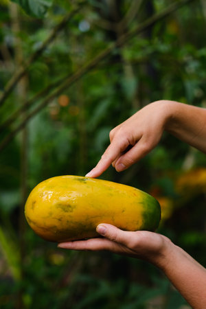 A person gently holds a ripe papaya with both hands in a vibrant garden. The scene captures the essence of fresh tropical produce against a backdrop of rich green foliage.の写真素材