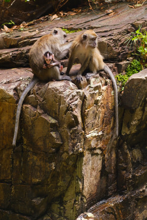 Two monkeys observe their surroundings while perched on a rocky outcrop, with a flowing stream...