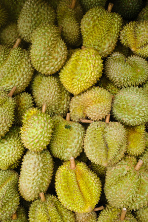 Various durians fill the market, highlighting their distinct green spiky skin and diverse sizes. This tropical fruit is favored for its rich flavor and creamy texture, appealing to many.の写真素材