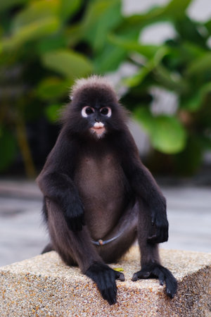 A playful black monkey sits on a rock, displaying a curious expression. Green plants provide a...