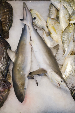 Two sharks lie side by side on ice, surrounded by an assortment of fish. The setting is a busy...