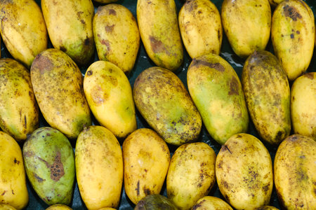 Rows of mangoes in different shades of yellow and green are displayed on a market stall, showcasing fresh produce under bright sunlight, inviting customers to select their favorites.の写真素材
