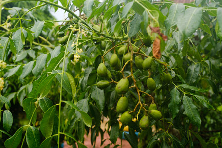 Clusters of green fruit hanging from lush green branches in the garden on a cloudy day.