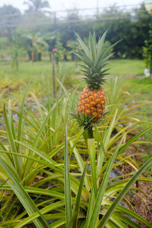 A vibrant pineapple plant stands tall amidst green leaves, showcasing its ripe fruit. The scene...