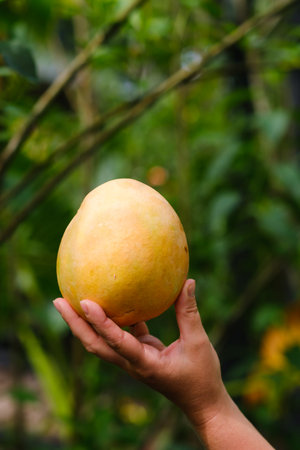 A hand gently holds a large, ripe mango against a backdrop of vivid green plants. The warm sunlight highlights the mango's golden hue, showcasing its freshness and natural beauty.の写真素材