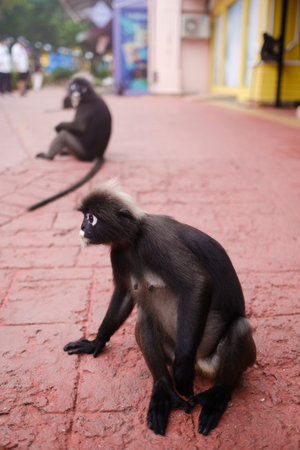 Two monkeys are spotted on a lively street, one sitting calmly while the other explores its surroundings. Bright buildings and passersby create a vibrant atmosphere.の写真素材