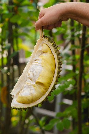 A hand presents a fresh durian that is sliced open, showcasing its rich yellow flesh against a backdrop of green plants in a garden. The scene suggests ripeness and tropical abundance.の写真素材