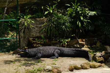A large crocodile is lying on a stone surface in a tropical garden. The area is filled with green plants and foliage, creating a natural habitat for the reptile.の写真素材