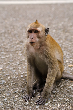A monkey is sitting near the roadside, watching its surroundings while looking for food. Another...
