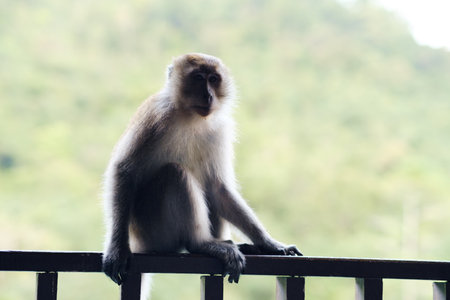 A monkey rests on a railing, looking calm and relaxed as it enjoys the serene atmosphere. Green hills and trees create a peaceful backdrop in the afternoon light.の写真素材