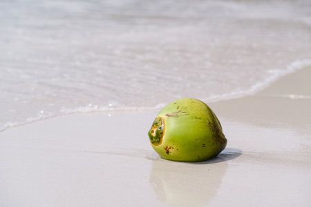 A green coconut lies on the smooth sand of a beach. Gentle waves wash up, creating a serene...