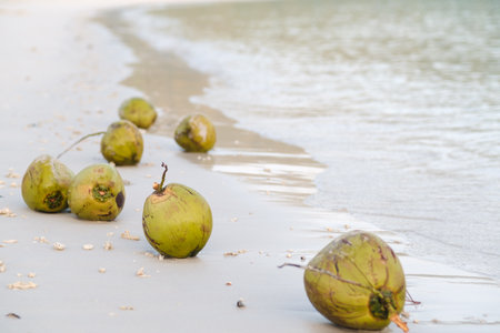 Fresh green coconuts rest scattered along a serene beach, with soft sand and clear water meeting the shore. The scene captures a peaceful tropical vibe, inviting relaxation.の写真素材