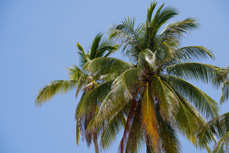 Tall palm trees with lush green fronds reach toward the bright blue sky, casting dappled shadows...