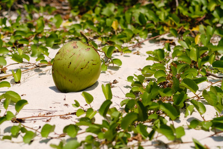 A green coconut lies on the sandy surface, partially covered by vibrant green plants. The scene...