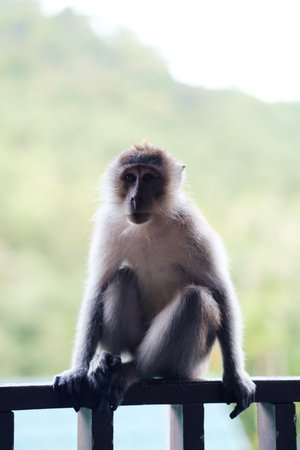 Monkey sitting on a railing at a nature reserve in the early afternoon, surrounded by green foliage...