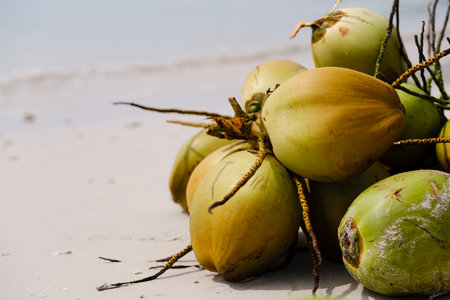 Fresh coconuts collected on the beach during a sunny day, showcasing their vibrant colors and natural textures against the sandy shoreの写真素材